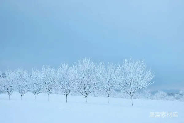 高清摄影 覆盖着白雪的树木和地面