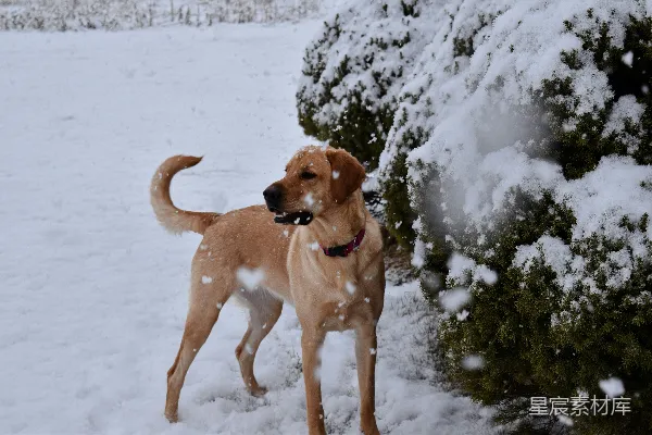 高清摄影 雪地里一只狗站在一棵树旁边