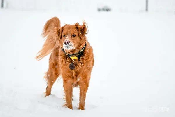 高清摄影 一只棕色的狗站在雪中张开嘴。
