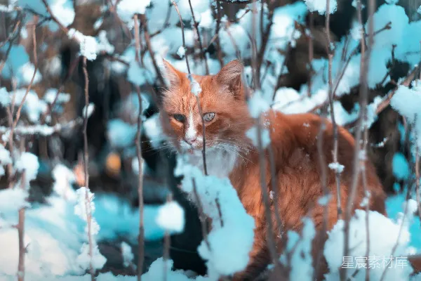 高清摄影 橙色猫