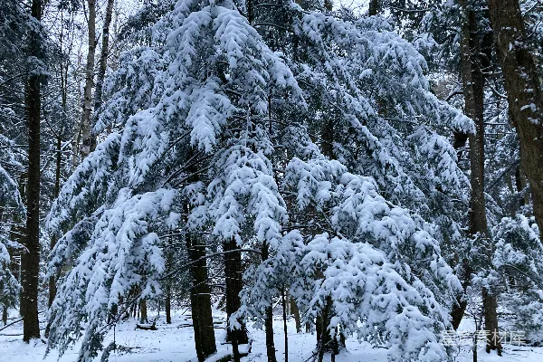 高清摄影 覆盖着白雪的森林里充满了树木
