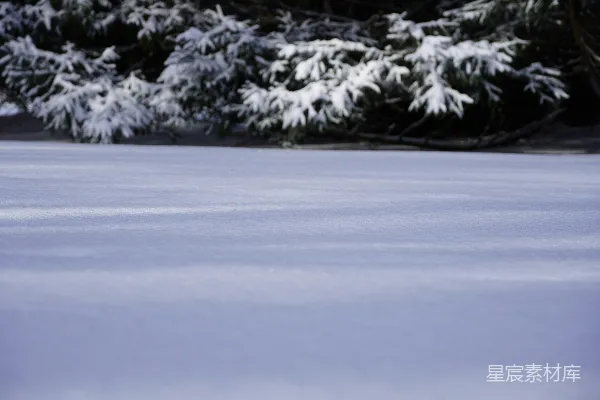 高清摄影 背景中有树的雪覆盖田野