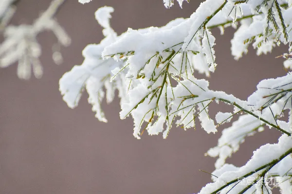 高清摄影 树梢上的白雪