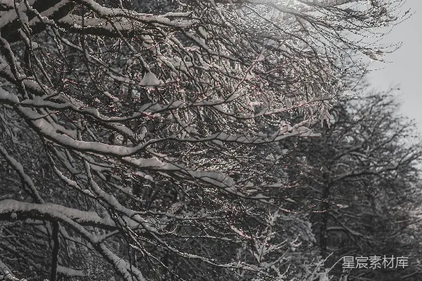 高清摄影 覆盖着白雪的树木