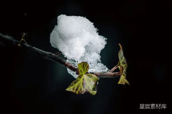 高清摄影 一根覆盖着树叶和白雪的树枝
