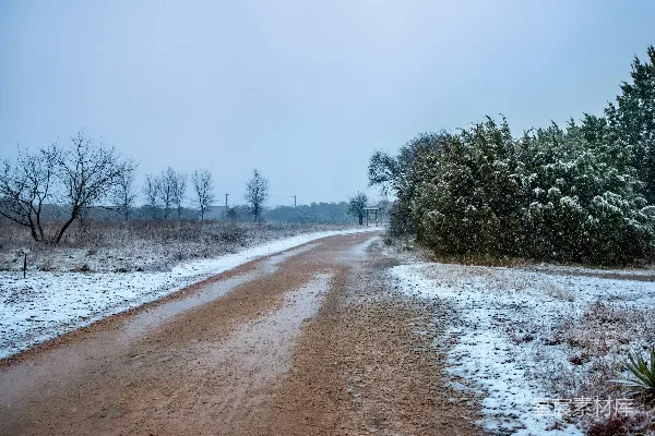 高清摄影 白天绿树覆盖着雪地的地面上