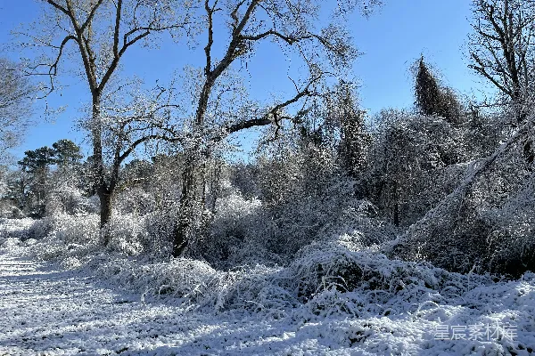 高清摄影 覆盖着白雪的田野上树木和灌木丛点缀其间。