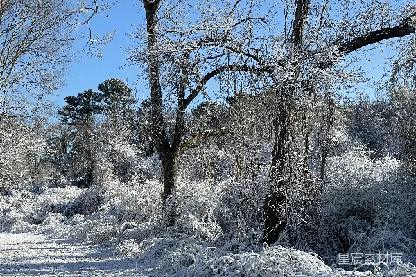 高清摄影 树林中的雪覆盖小径