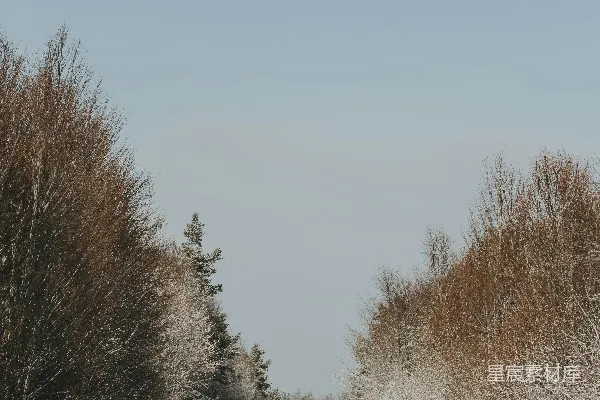 高清摄影 覆盖着白雪的道路周围被树木和灌木环绕。