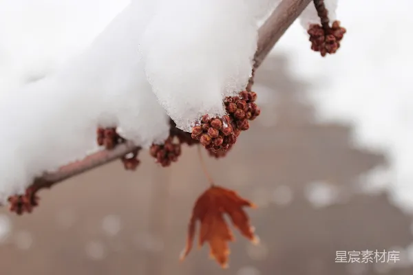 高清摄影 雪覆盖树木的聚焦式摄影