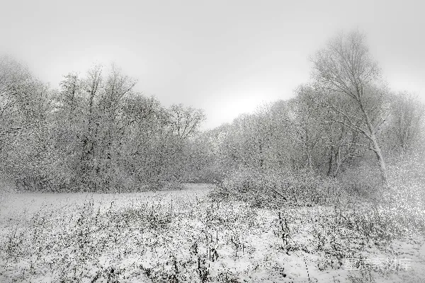 高清摄影 黑白照片中的雪覆盖的田野