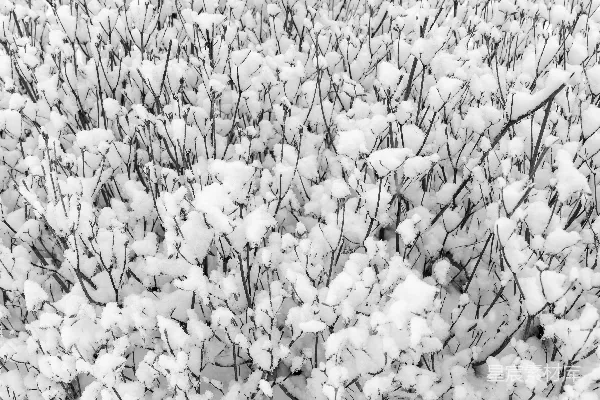 高清摄影 黑白照片中覆盖着白雪的植物