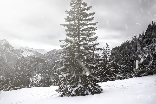 高清摄影 一棵孤独的松树矗立在雪中