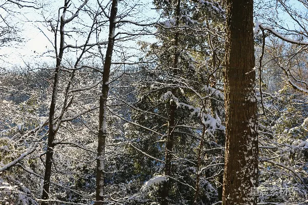 高清摄影 覆盖着白雪的森林里有许多树木
