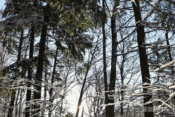 高清摄影 滑雪者正在森林小径下滑行