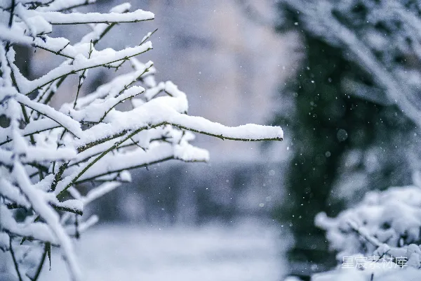 高清摄影 白雪覆盖着光秃的树木