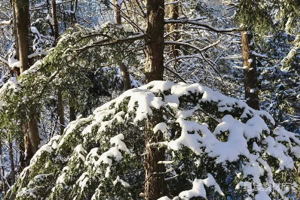 高清摄影 覆盖着白雪的森林里充满了树木