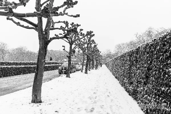 高清摄影 雪地覆盖地面的树木灰度照片