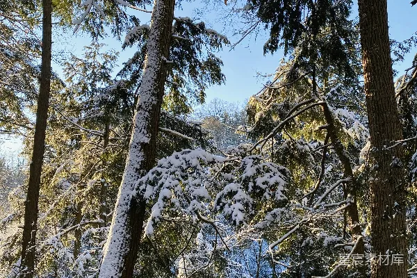 高清摄影 覆盖着白雪的森林里充满了树木