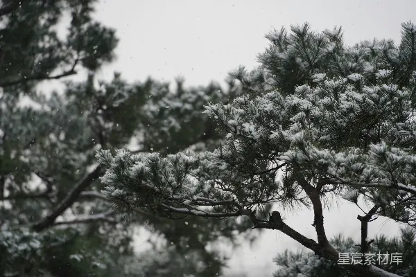 高清摄影 一只鸟站在一棵树的树枝上，在雪中。