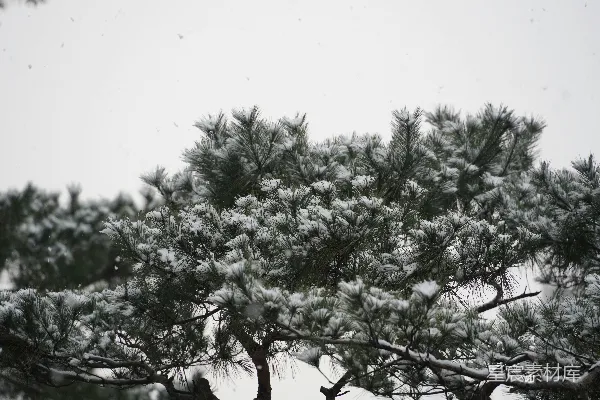 高清摄影 雪天里一棵覆盖着白雪的松树