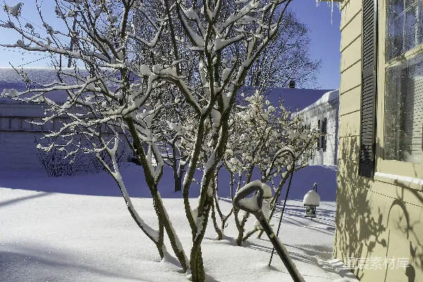 高清摄影 树上覆盖着白雪旁边有一栋建筑