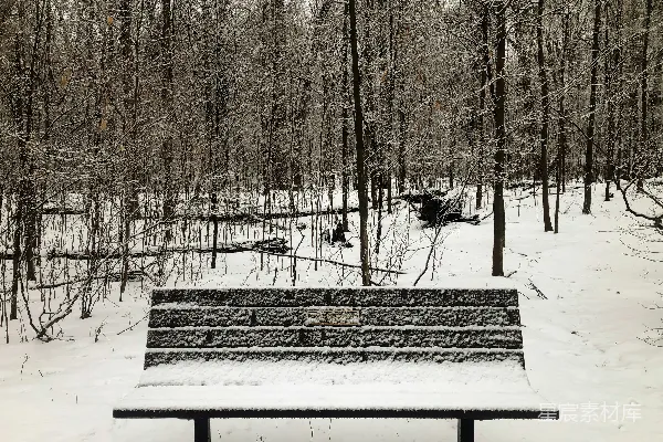 高清摄影 一棵树下坐着一个木椅，四周森林覆盖着白雪。