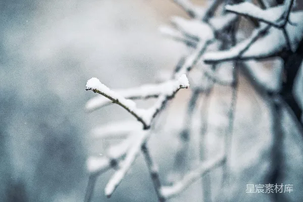 高清摄影 棕色树干上的白雪