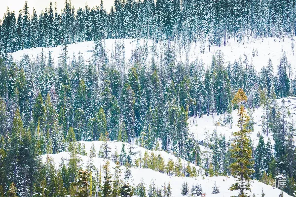 高清摄影 覆盖着白雪的山遍布了许多树木