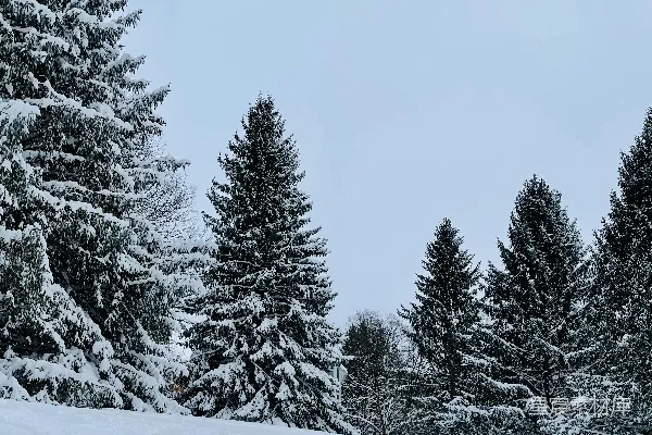 高清摄影 一片雪覆盖的树林景观