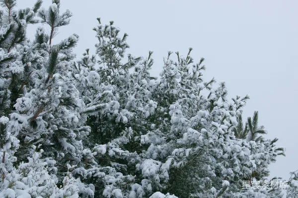 高清摄影 邻近栅栏的一棵覆盖着积雪的松树