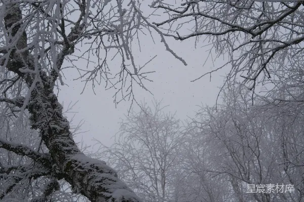 高清摄影 森林中一棵覆盖着白雪的树