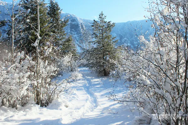 高清摄影 白天树木和山脉被雪覆盖