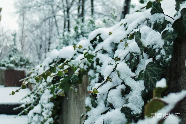 高清摄影 覆盖着白雪的树木