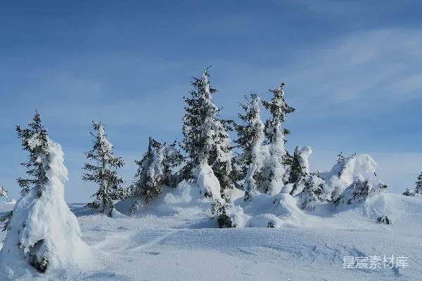 高清摄影 一群覆盖着白雪的松树