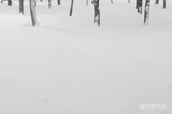 高清摄影 黑白照片中的雪林