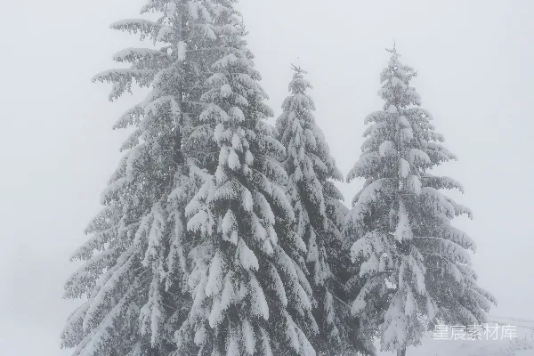 高清摄影 几棵树在雪中
