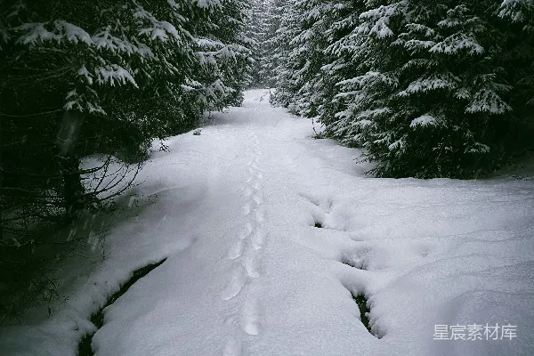 高清摄影 两棵常绿树之间的一条雪地上形成的路径