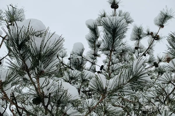 高清摄影 带雪的松树枝