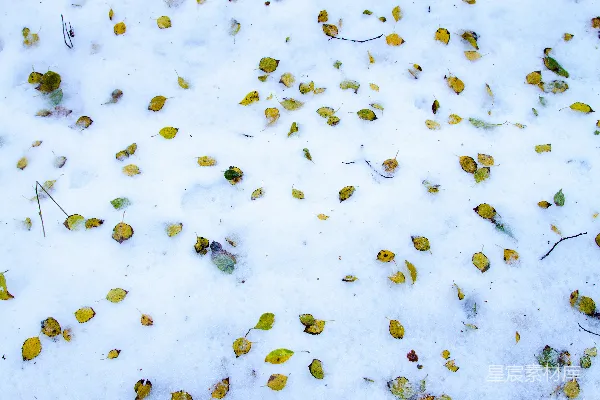 高清摄影 一堆落在雪地里的叶子