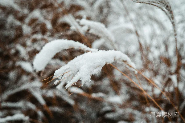 高清摄影 一株覆雪植物的特写