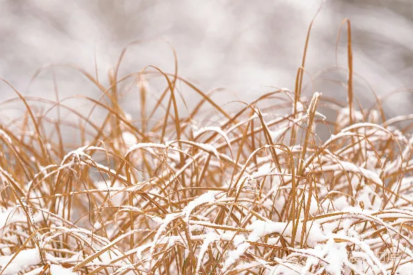高清摄影 覆盖着白雪的一些草地的特写