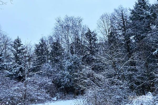 高清摄影 覆盖着白雪的森林里布满了树木
