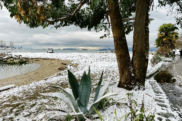高清摄影 覆盖着白雪的海滩旁边有一棵树和一片水域