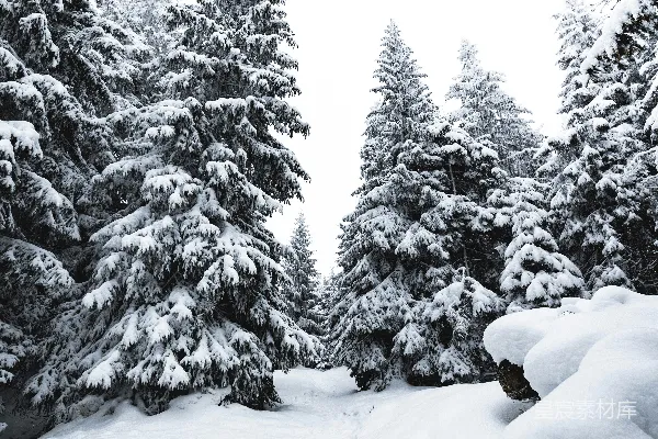 高清摄影 白天覆雪的松树
