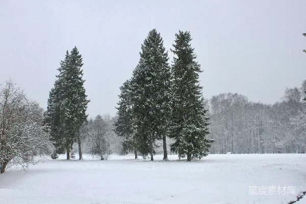 高清摄影 背景中有树木的雪覆盖田野