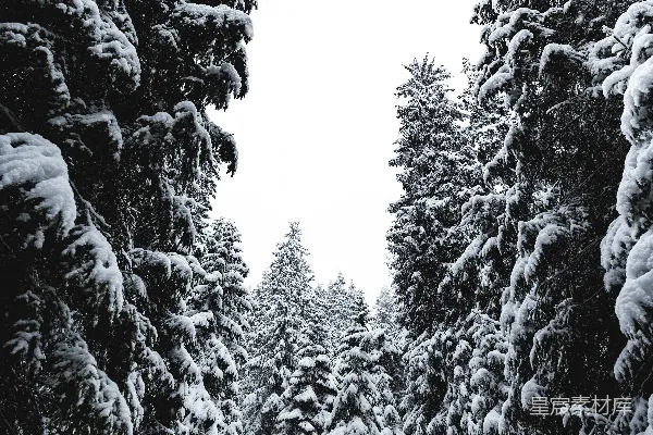 高清摄影 白天树木覆雪
