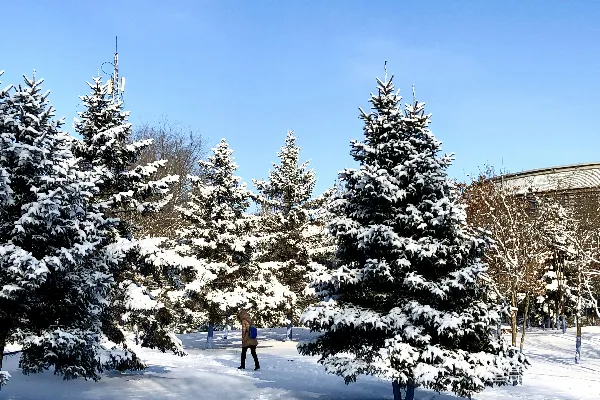 高清摄影 几棵树在雪中