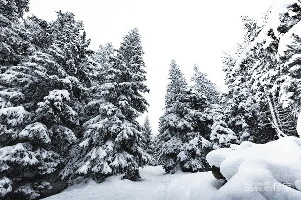 高清摄影 黑色夹克和黑色长裤的人站在覆有积雪的地面上，靠近一些树木，在白天。