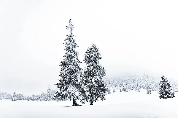 高清摄影 白天覆盖着白雪的松树